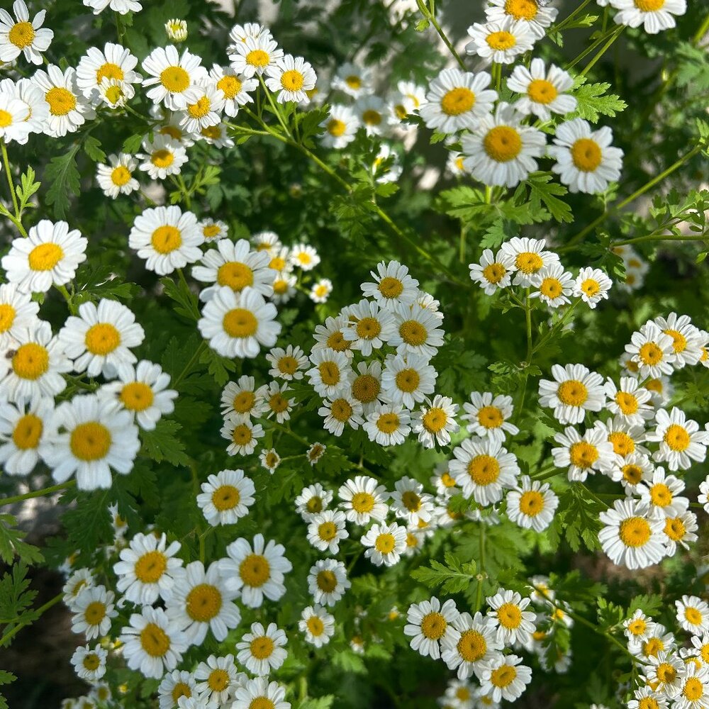 Meet your Posher, Daisy